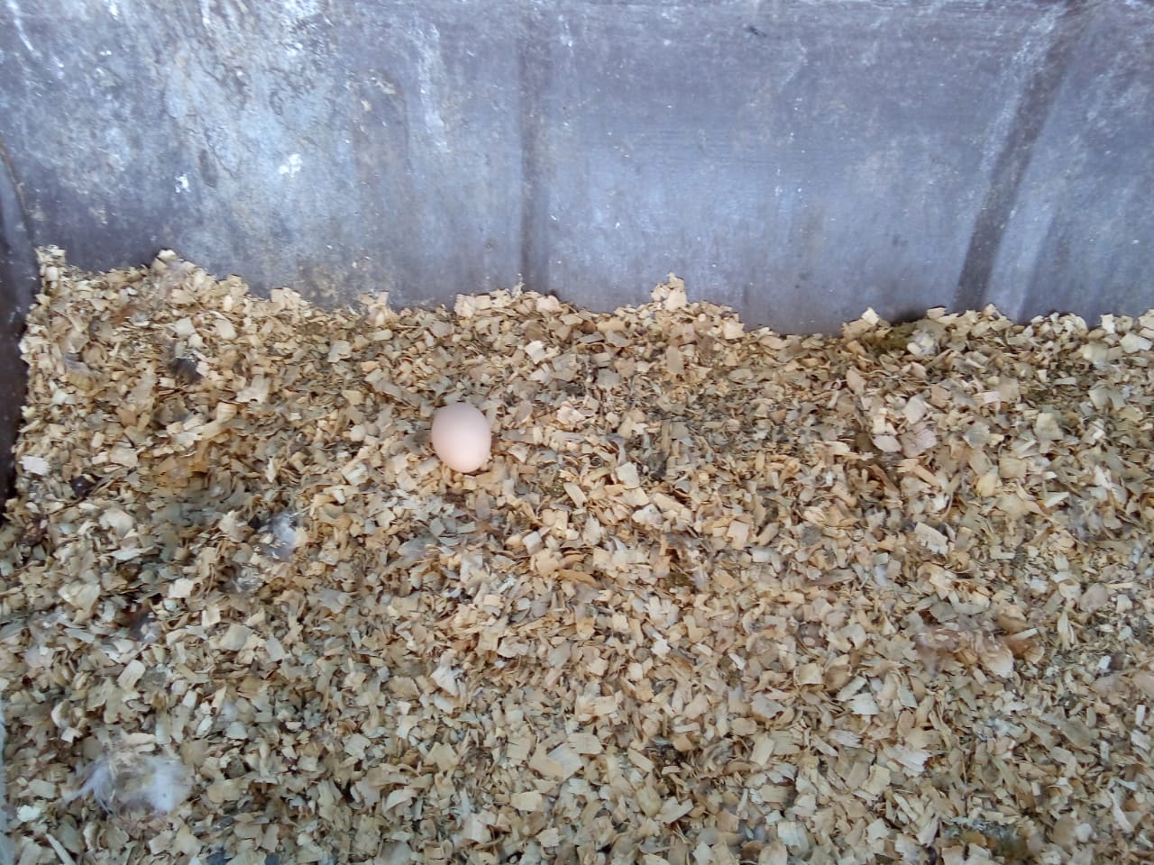 first egg that was laid by a chicken